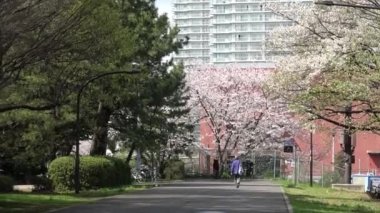 Tatsumi no Mori Ryokudou Park Kiraz Çiçeği 2023, Japonya Tokyo