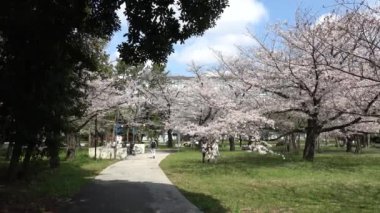 Tatsumi no Mori Ryokudou Park Kiraz Çiçeği 2023, Japonya Tokyo