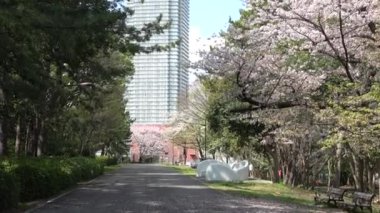 Tatsumi no Mori Ryokudou Park Kiraz Çiçeği 2023, Japonya Tokyo