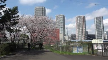 Tatsumi no Mori Ryokudou Park Kiraz Çiçeği 2023, Japonya Tokyo