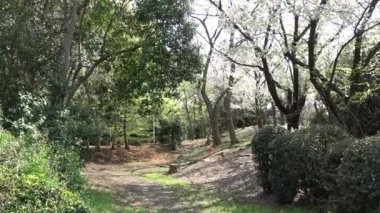 Tatsumi no Mori Ryokudou Park Kiraz Çiçeği 2023, Japonya Tokyo