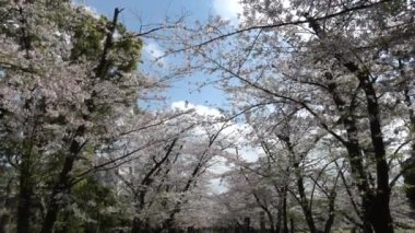 Tatsumi no Mori Ryokudou Park Kiraz Çiçeği 2023, Japonya Tokyo