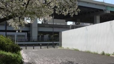 Tatsumi no Mori Ryokudou Park Kiraz Çiçeği 2023, Japonya Tokyo