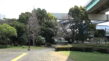 Tatsumi no Mori Ryokudou Park Kiraz Çiçeği 2023, Japonya Tokyo