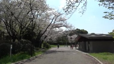 Tatsumi no Mori Ryokudou Park Kiraz Çiçeği 2023, Japonya Tokyo