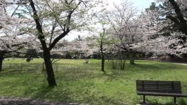 Tatsumi no Mori Ryokudou Park Kiraz Çiçeği 2023, Japonya Tokyo