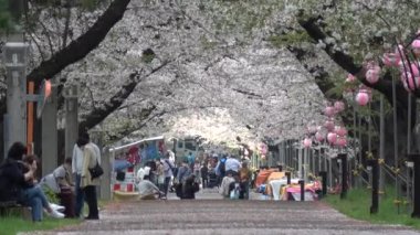 Tatsumi no Mori Ryokudou Park Kiraz Çiçeği 2023, Japonya Tokyo