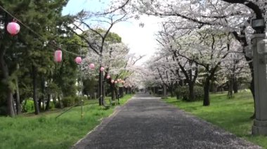 Tatsumi no Mori Ryokudou Park Kiraz Çiçeği 2023, Japonya Tokyo