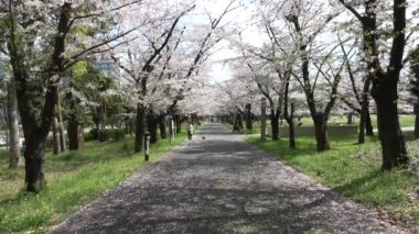 Tatsumi no Mori Ryokudou Park Kiraz Çiçeği 2023, Japonya Tokyo