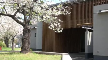 Tatsumi no Mori Ryokudou Park Kiraz Çiçeği 2023, Japonya Tokyo