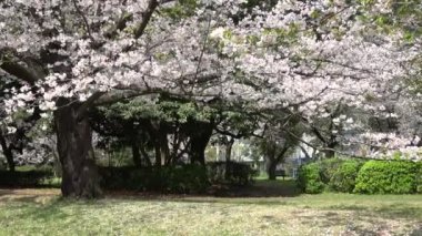 Tatsumi no Mori Ryokudou Park Kiraz Çiçeği 2023, Japonya Tokyo