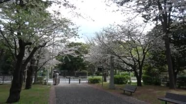 Tatsumi no Mori Ryokudou Park Kiraz Çiçeği 2023, Japonya Tokyo