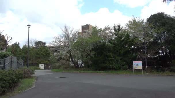 Park Yumenoshima Kwiat Wiśni 2023 Japonia Tokio — Wideo stockowe