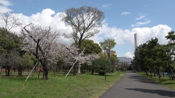 Yumenoshima Park Flor Cerezo 2023 Japón Tokio — Vídeos de Stock