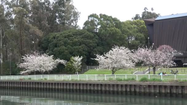 Yumenoshima Park Cherry Blossom 2023 Japan Tokyo — Stock Video