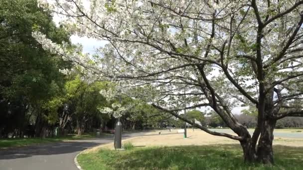 Yumenoshima Park Cherry Квітка 2023 Японія — стокове відео
