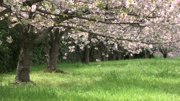 Yumenoshima Park Cherry Květ 2023 Japonsko Tokio — Stock video