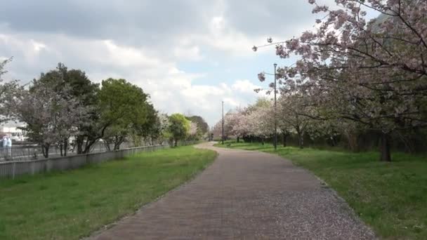 Parco Yumenoshima Fiori Ciliegio 2023 Giappone Tokyo — Video Stock
