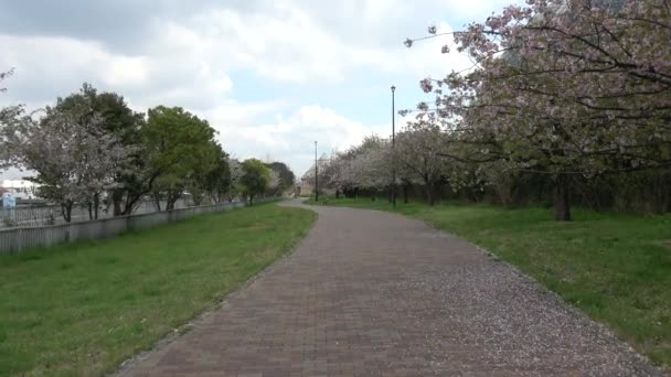 Park Yumenoshima Kwiat Wiśni 2023 Japonia Tokio — Wideo stockowe