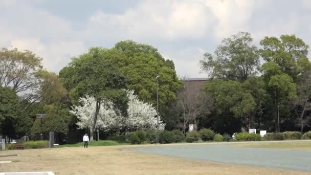 Yumenoshima Park Fleur Cerisier 2023 Japon Tokyo — Video