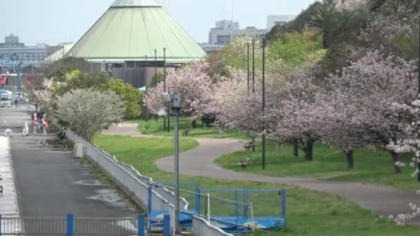 Yumenoshima Park Körsbärsblomma 2023 Japan Tokyo — Stockvideo