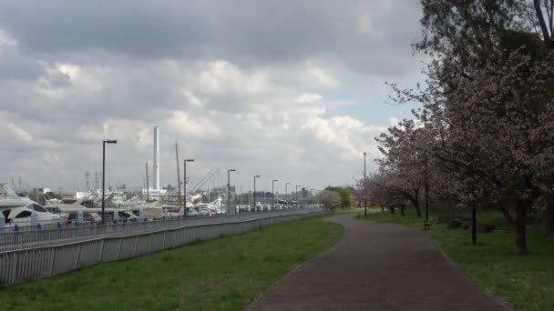 สวนสาธารณะ Yumenoshima ดอกซาก 2023 ประเทศญ โตเก — วีดีโอสต็อก