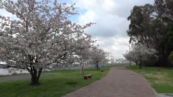 Yumenoshima Park Kirschblüte 2023 Japan Tokyo — Stockvideo