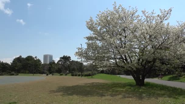 Yumenoshima Park Kersenbloesem 2023 Japan Tokio — Stockvideo