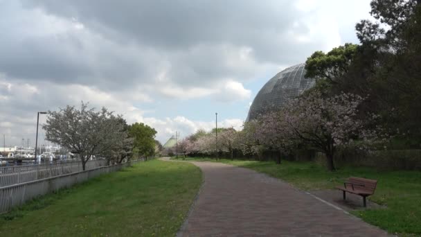 Yumenoshima Park Cherry Квітка 2023 Японія — стокове відео