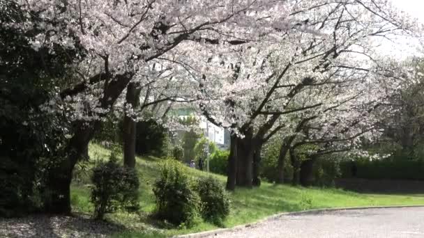 Tatsumi Mori Ryokudou Park Flor Cereja 2023 Japão Tóquio — Vídeo de Stock