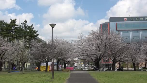 Tatsumi Mori Ryokudou Park Cherry Квітка 2023 Японія — стокове відео