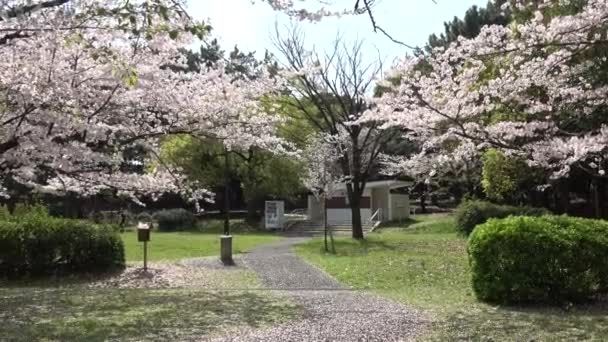 Tatsumi Mori Ryokudou Park Kwiat Wiśni 2023 Japonia Tokio — Wideo stockowe