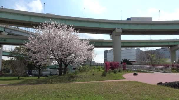 Tatsumi Mori Ryokudou Park Flor Cereja 2023 Japão Tóquio — Vídeo de Stock