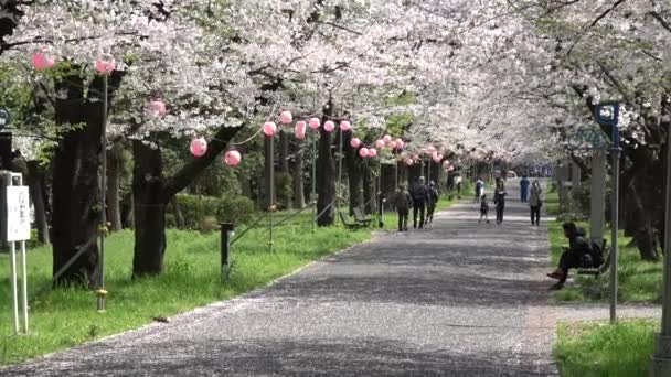 Tatsumi Mori Ryokudou Park Kersenbloesem 2023 Japan Tokio — Stockvideo