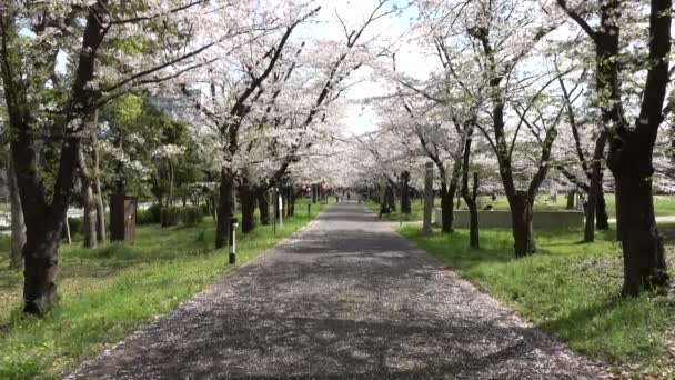 Tatsumi Mori Ryokudou Park Flor Cerezo 2023 Japón Tokio — Vídeo de stock