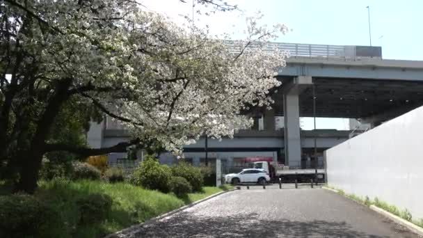 辰巳の森両国堂公園桜2023年 — ストック動画