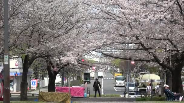 Tatsumi Mori Ryokudou Park Flor Cerezo 2023 Japón Tokio — Vídeo de stock