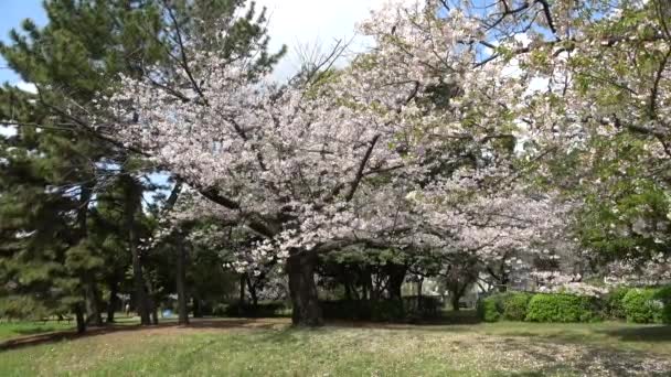 Tatsumi Mori Ryokudou Park Kwiat Wiśni 2023 Japonia Tokio — Wideo stockowe