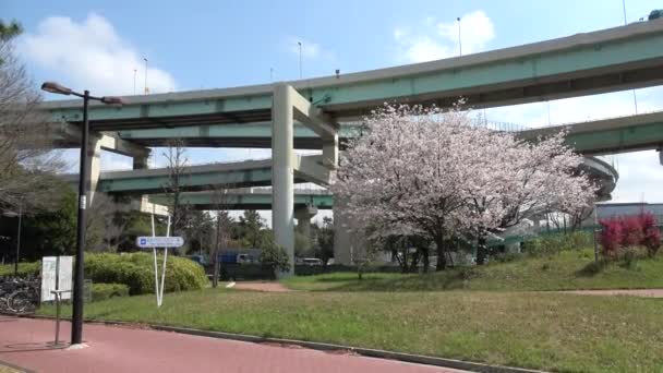 Tatsumi Mori Ryokudou Park Cherry Blossom 2023 Japan Tokyo — Stock Video