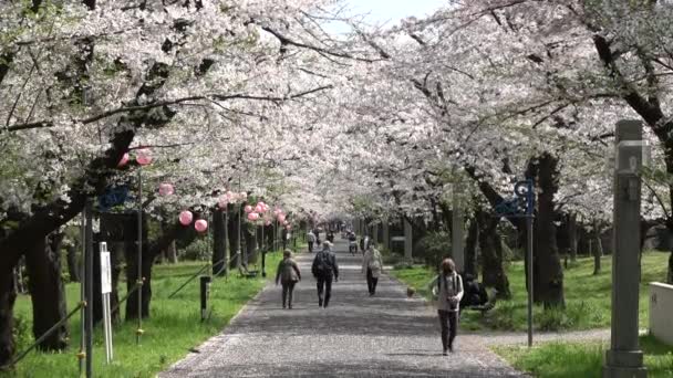 Tatsumi Mori Ryokudou Park Körsbärsblomma 2023 Japan Tokyo — Stockvideo