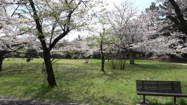 辰巳の森両国堂公園桜2023年 — ストック動画