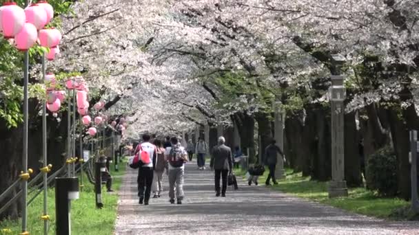 Tatsumi Mori Ryokudou Park Cherry Flower 2023 Ιαπωνία Τόκιο — Αρχείο Βίντεο