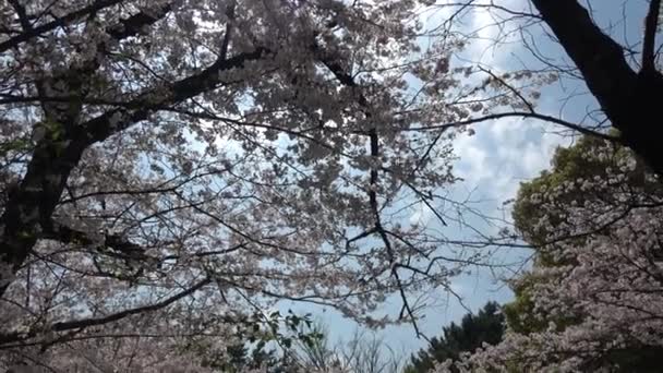 Tatsumi Mori Ryokudou Park Kersenbloesem 2023 Japan Tokio — Stockvideo