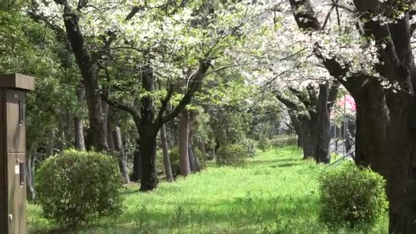 Tatsumi Mori Ryokudou Park Flor Cerezo 2023 Japón Tokio — Vídeos de Stock
