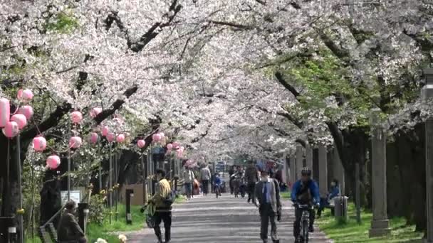 Tatsumi Mori Ryokudou Park Körsbärsblomma 2023 Japan Tokyo — Stockvideo