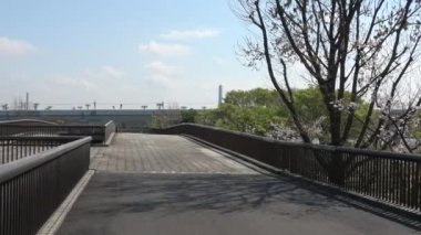 Tatsumi no Mori Sahil Parkı Kiraz Çiçeği 2023, Japonya Tokyo