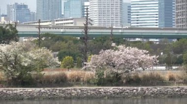 Tatsumi no Mori Sahil Parkı Kiraz Çiçeği 2023, Japonya Tokyo