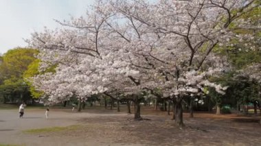 Kiyosumi Park kiraz çiçeği tam çiçek 2023, Japonya Tokyo