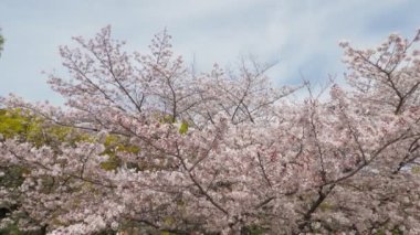 Kiyosumi Park kiraz çiçeği tam çiçek 2023, Japonya Tokyo