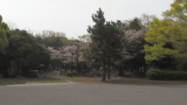 Kiyosumi Park kiraz çiçeği tam çiçek 2023, Japonya Tokyo